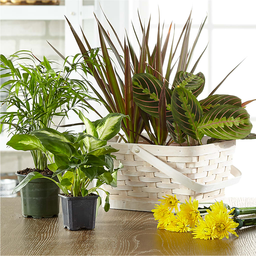 Florist Designed Blooming and Green Plants in a Basket – EMERY'S FLOWERS & CO, Maumee OH