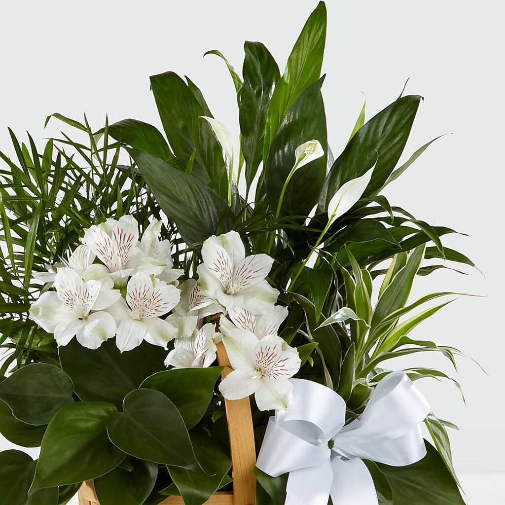 Peace & Serenity Dishgarden – EMERY'S FLOWERS & CO, Maumee OH