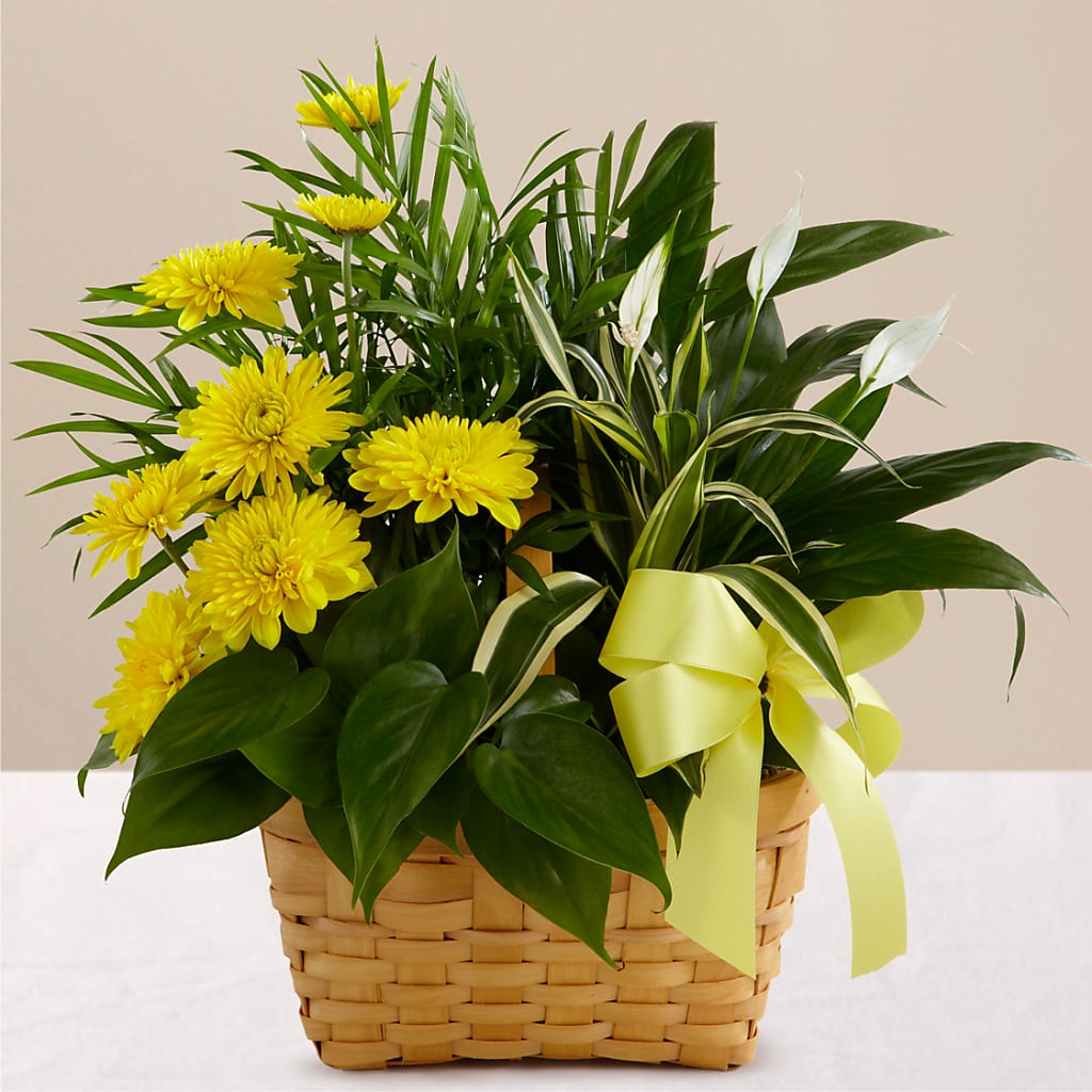 Loving Light Dishgarden – EMERY'S FLOWERS & CO, Maumee OH