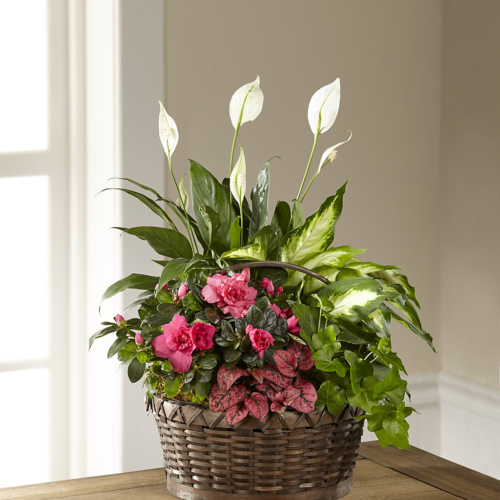 Dream in Pink Dishgarden – EMERY'S FLOWERS & CO, Maumee OH