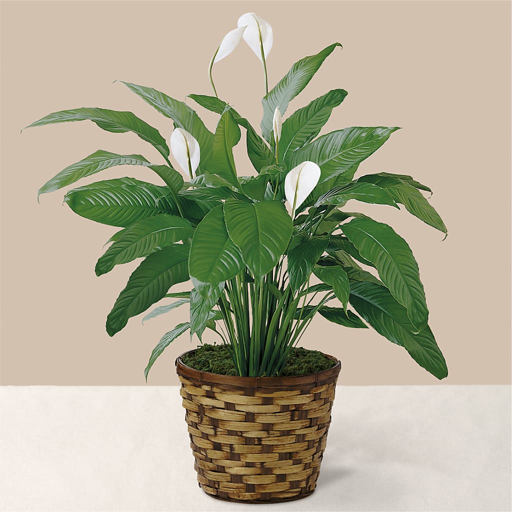Tranquil Moments Peace Lily Plant – EMERY'S FLOWERS & CO, Maumee OH