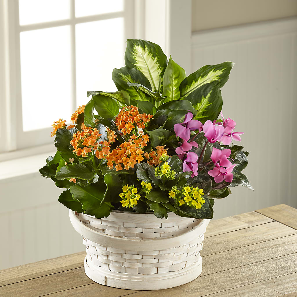 Color Crush Dishgarden – EMERY'S FLOWERS & CO, Maumee OH