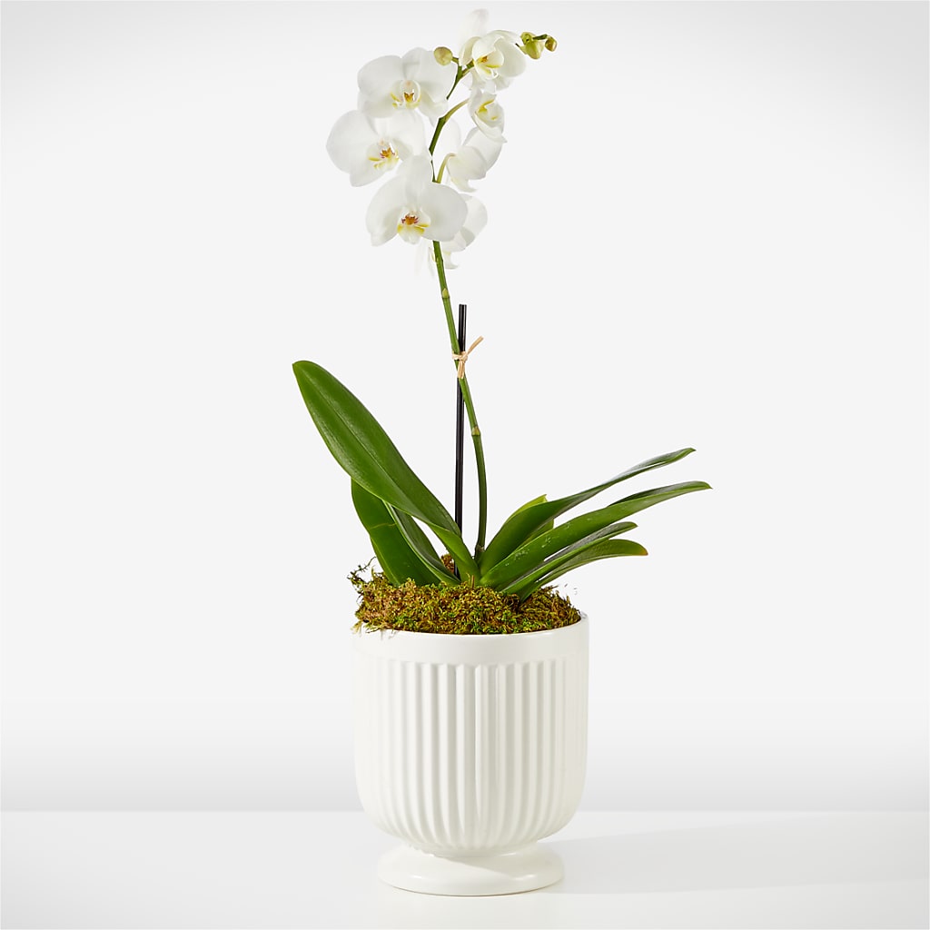 Whispering White Orchid – EMERY'S FLOWERS & CO, Maumee OH