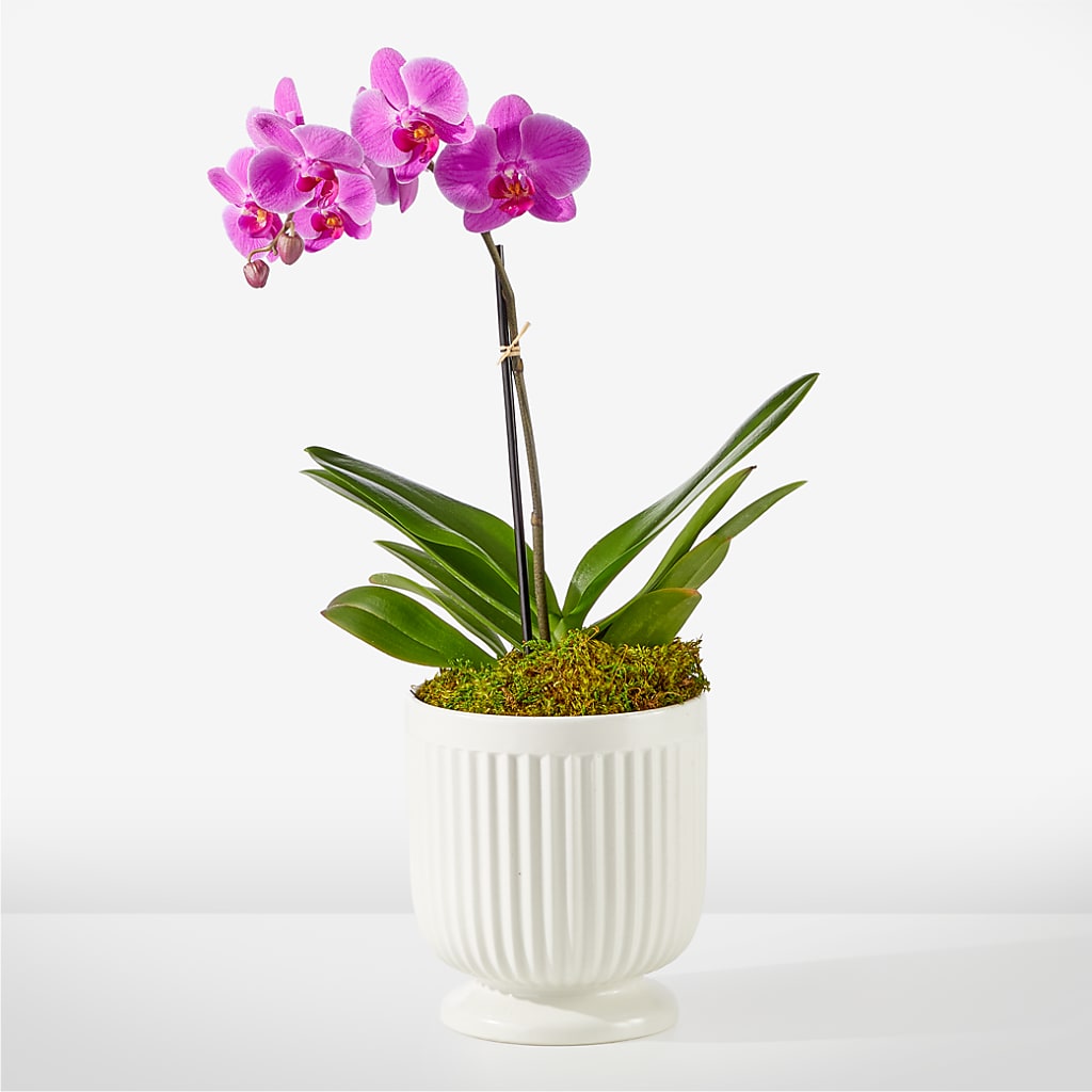 Friendly Fuchsia Orchid – EMERY'S FLOWERS & CO, Maumee OH