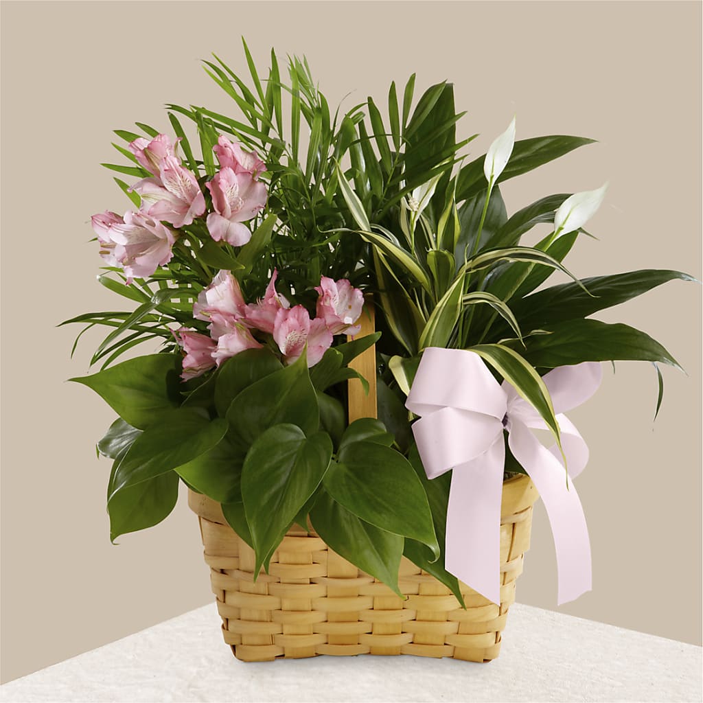 Living Spirit Dishgarden – EMERY'S FLOWERS & CO, Maumee OH