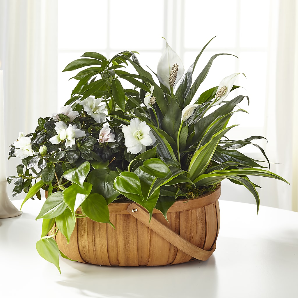 Serene Dishgarden – EMERY'S FLOWERS & CO, Maumee OH