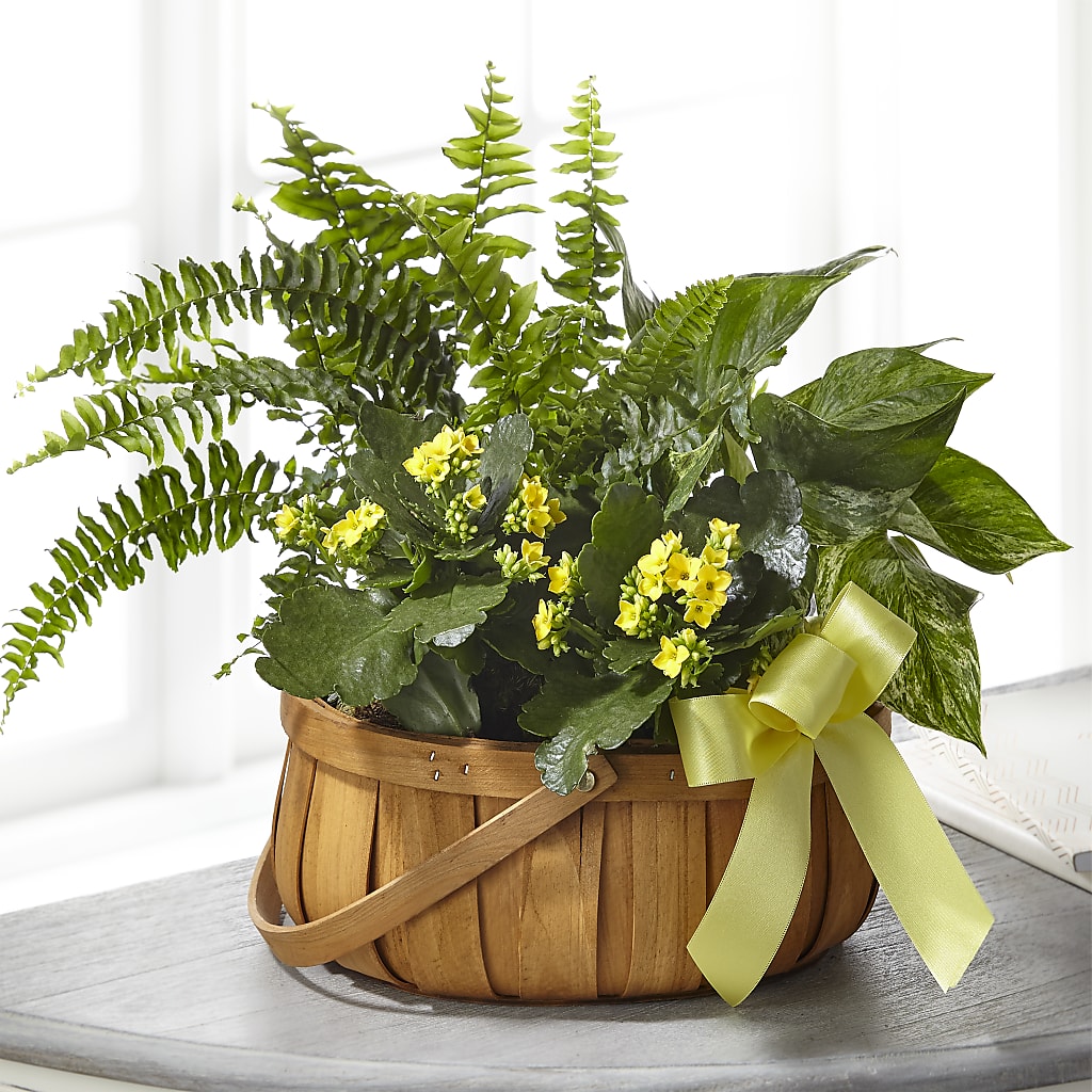 Always Dear Dishgarden – EMERY'S FLOWERS & CO, Maumee OH