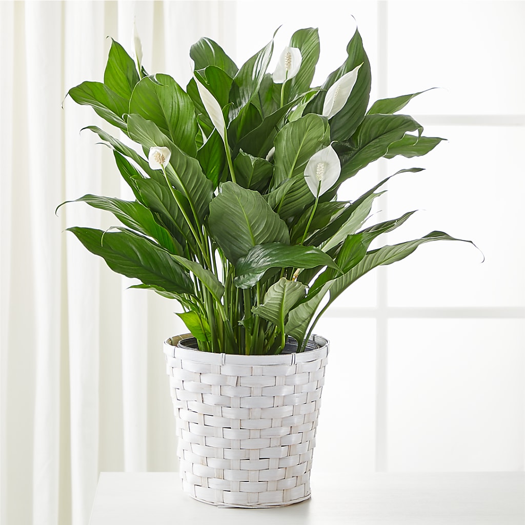A New Leaf Peace Lily – EMERY'S FLOWERS & CO, Maumee OH
