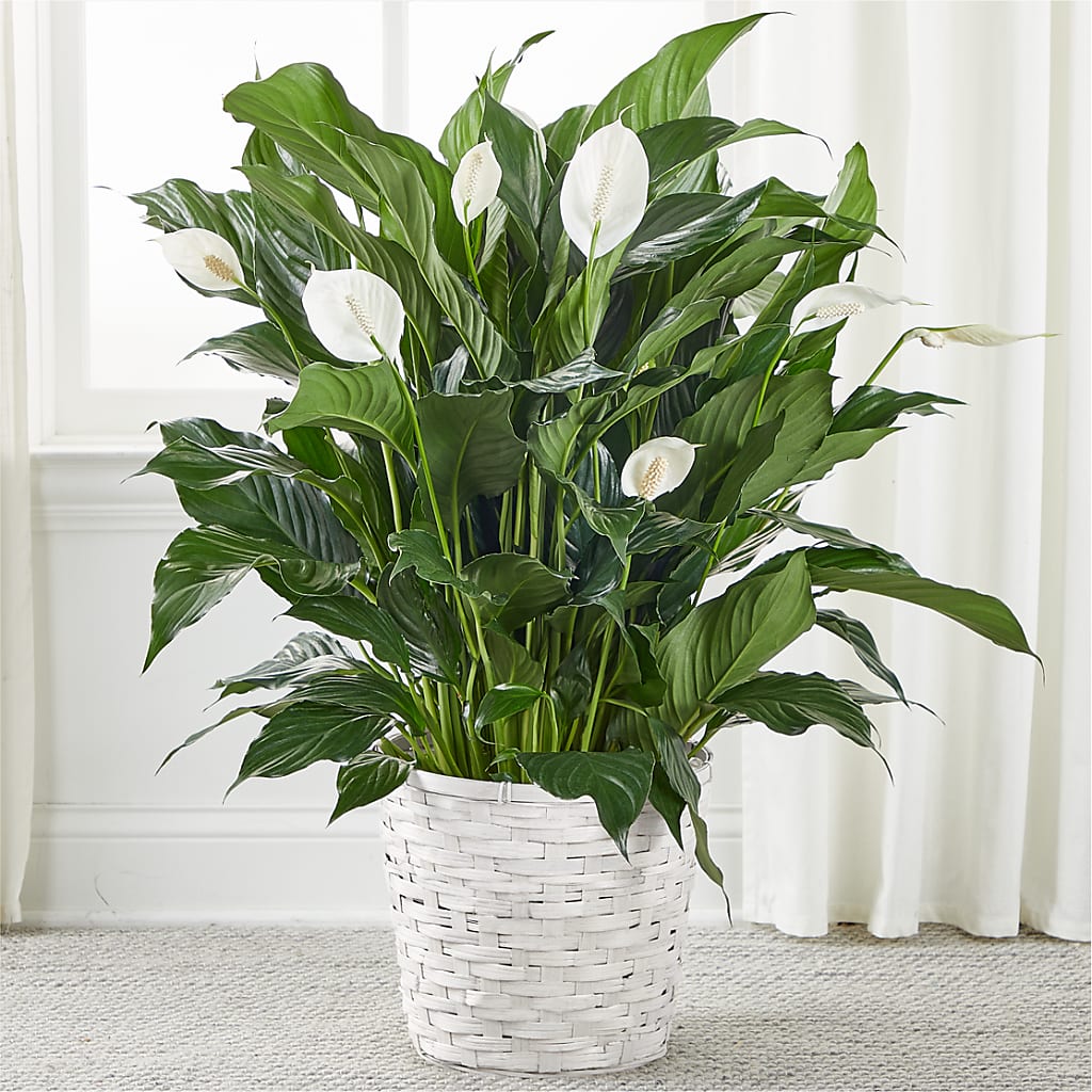 A New Leaf Peace Lily – EMERY'S FLOWERS & CO, Maumee OH