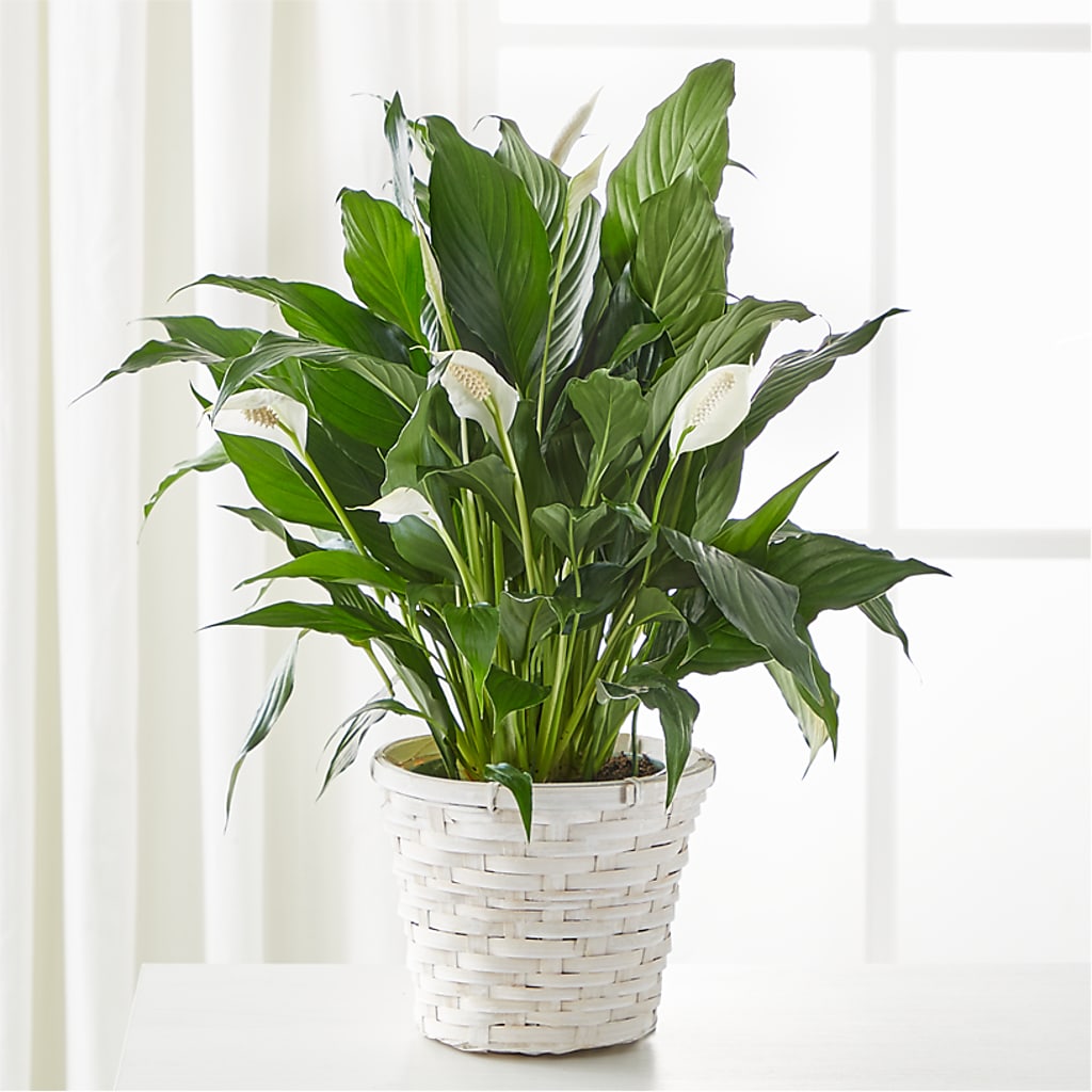 A New Leaf Peace Lily – EMERY'S FLOWERS & CO, Maumee OH