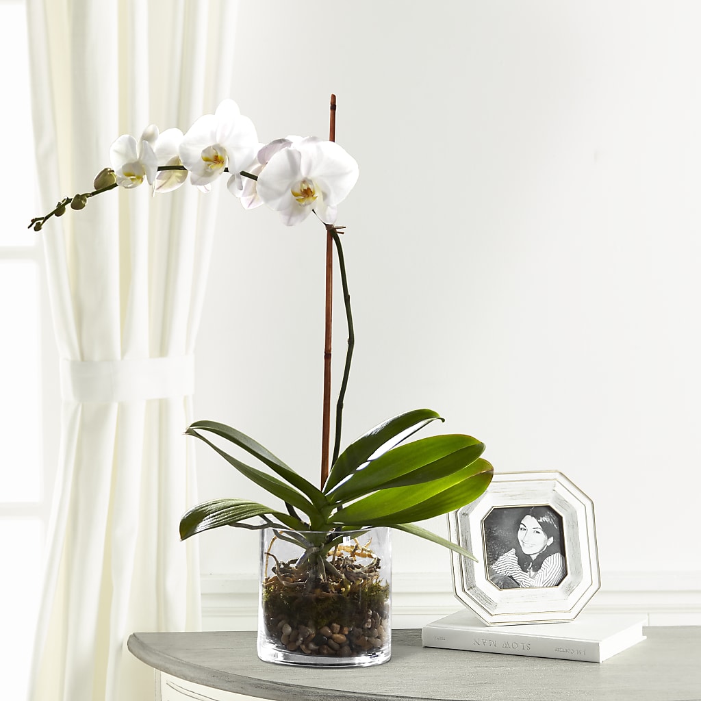 White Orchid Planter – EMERY'S FLOWERS & CO, Maumee OH