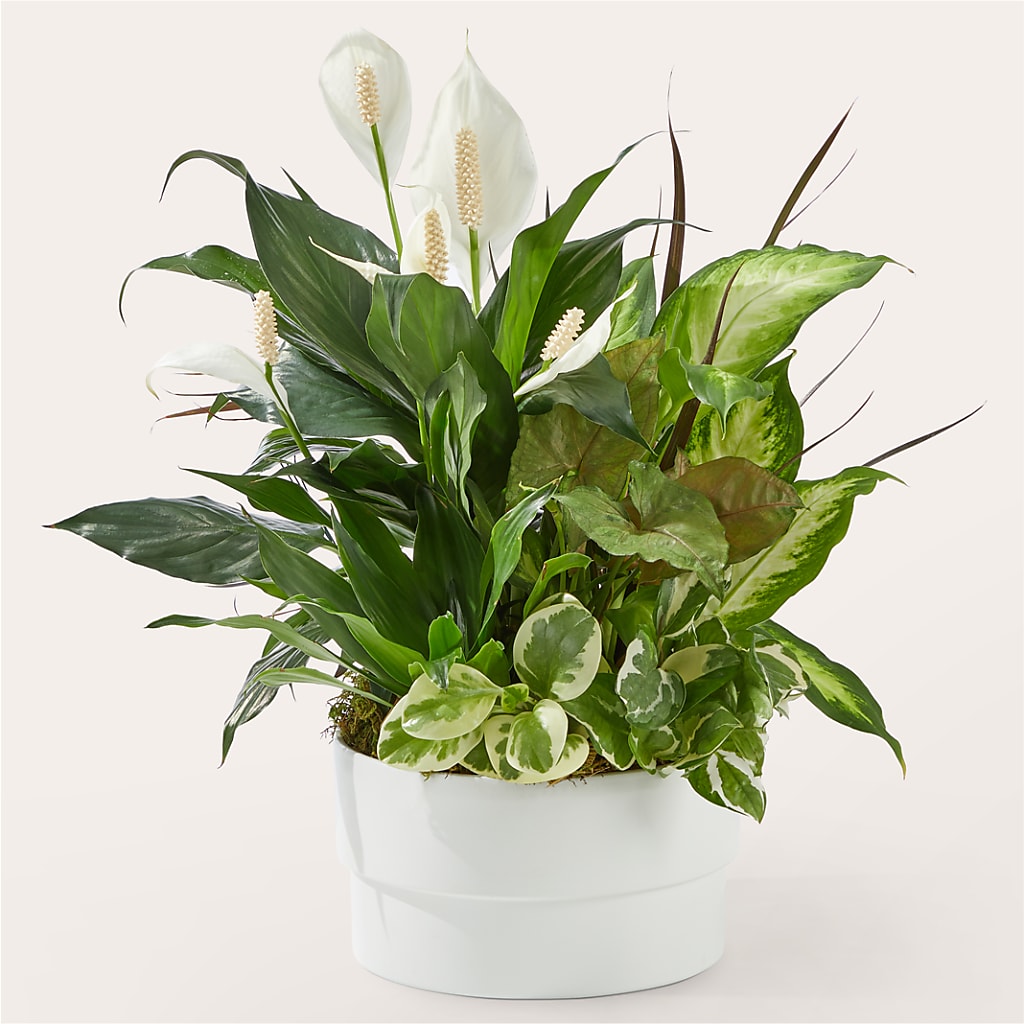 Radiating Positivity Dishgarden – EMERY'S FLOWERS & CO, Maumee OH
