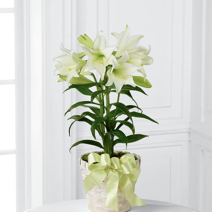 Easter Lily Plant – EMERY'S FLOWERS & CO, Maumee OH