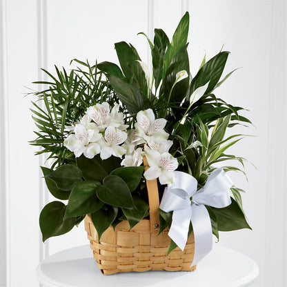 Peace & Serenity Dishgarden – EMERY'S FLOWERS & CO, Maumee OH