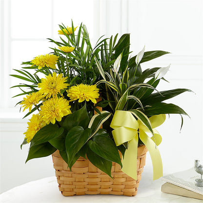 Loving Light Dishgarden – EMERY'S FLOWERS & CO, Maumee OH