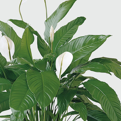 Tranquil Moments Peace Lily Plant – EMERY'S FLOWERS & CO, Maumee OH