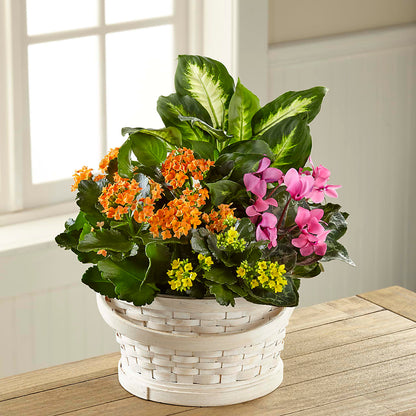 Color Crush Dishgarden – EMERY'S FLOWERS & CO, Maumee OH