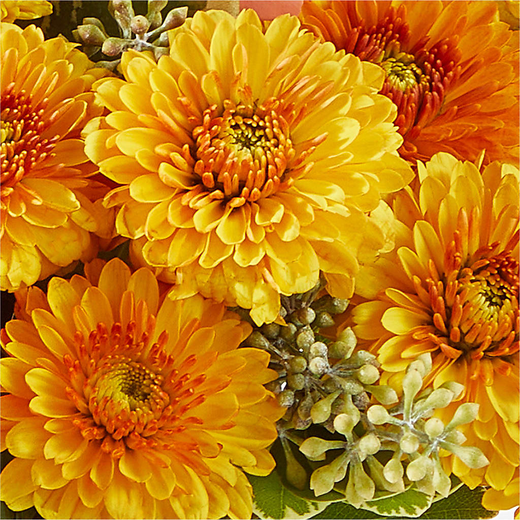 Peachy Pumpkin – EMERY'S FLOWERS & CO, Maumee OH