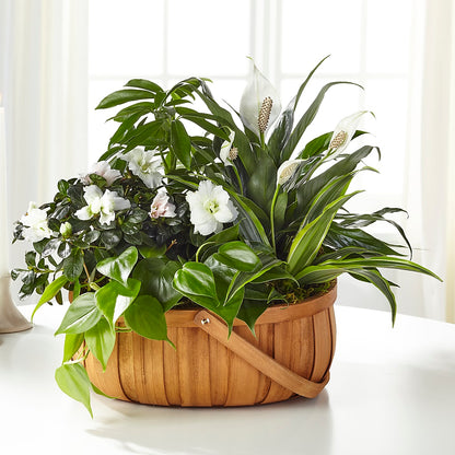 Serene Dishgarden – EMERY'S FLOWERS & CO, Maumee OH