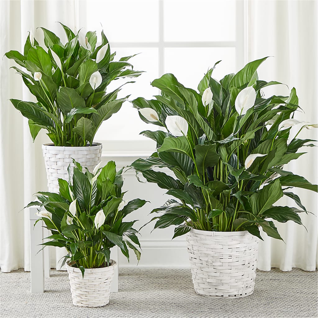 A New Leaf Peace Lily – EMERY'S FLOWERS & CO, Maumee OH