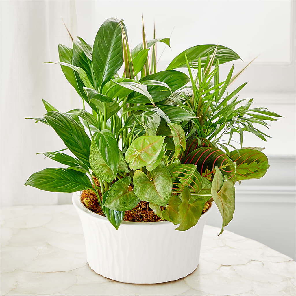 Balance & Harmony Dishgarden – EMERY'S FLOWERS & CO, Maumee OH