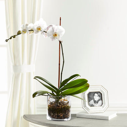 White Orchid Planter – EMERY'S FLOWERS & CO, Maumee OH